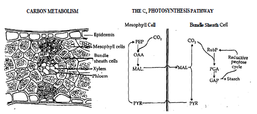 2136_Illustrate Physiological Evidence.png